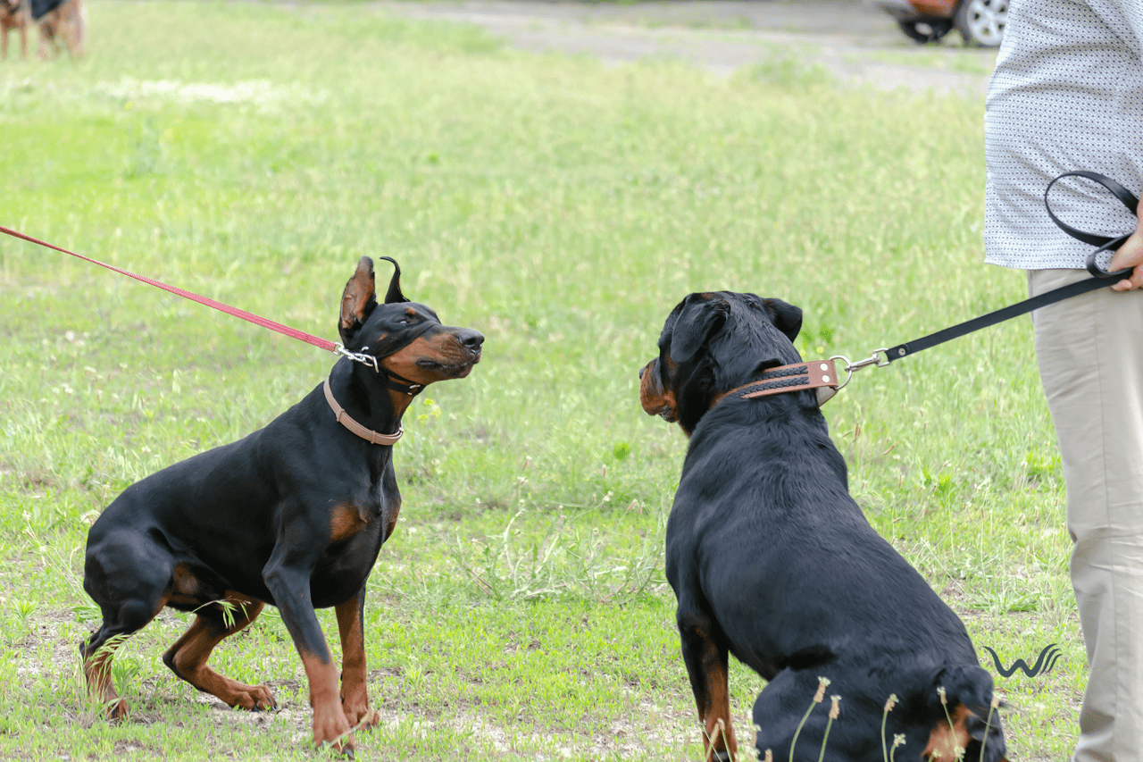 5 Differences Between Rottweiler And Doberman Puppies