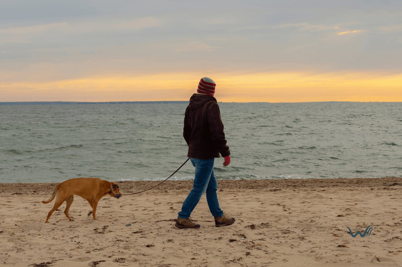 7 Fun Adventures With Your Loyal Companion