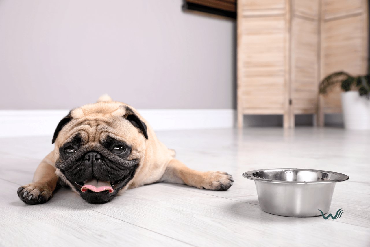 7 Reasons Your Dog Isn’t Drinking Water