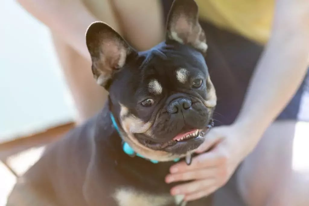a dog of the french bulldog breed 2025 02 13 08 56 21 utc