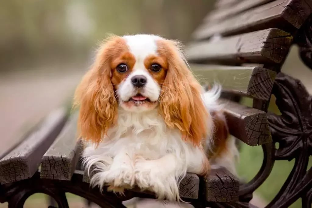 adult dog cavalier king charles spaniel on the ben 2024 12 07 14 41 21 utc