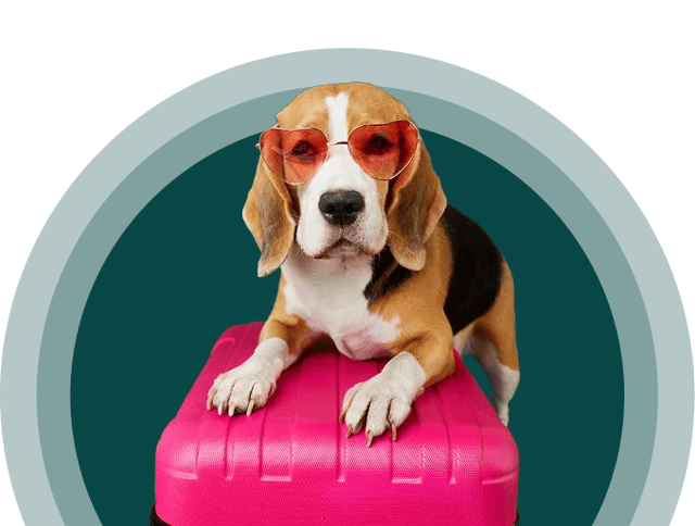 pet airline hero image