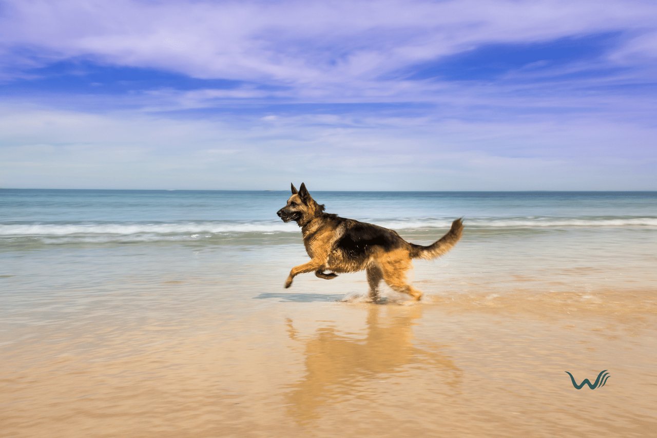 Are There Pet-Friendly Beaches In Florida?