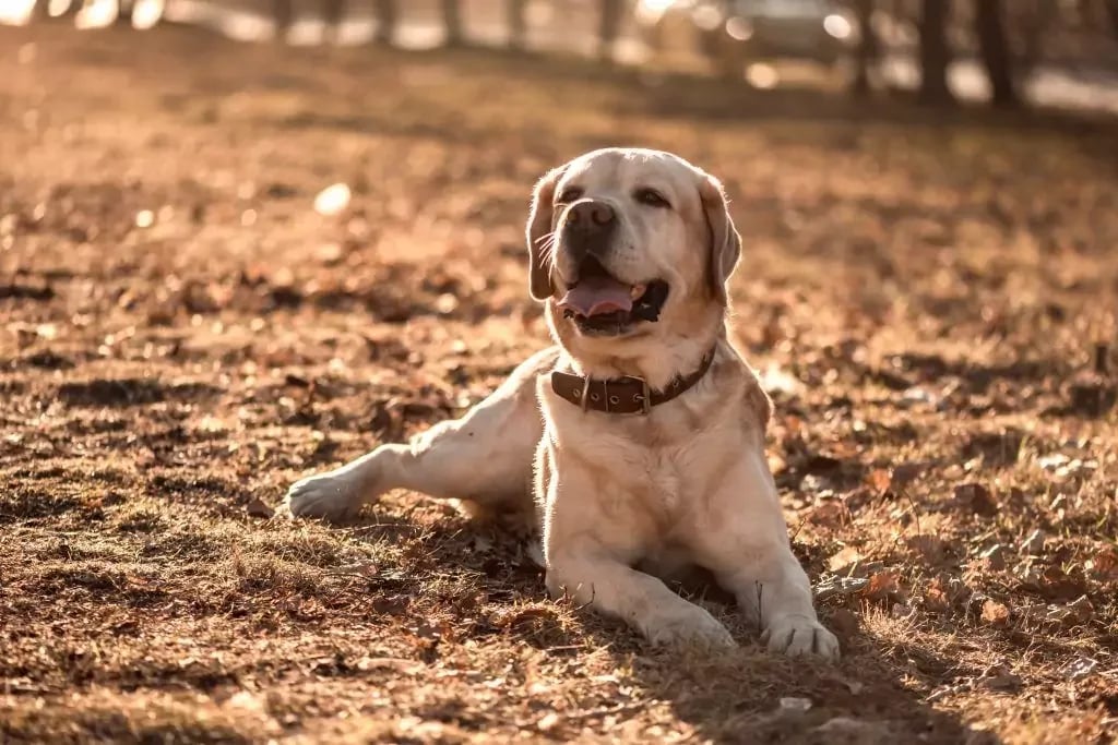 beautiful thoroughbred fawn labrador on a walk