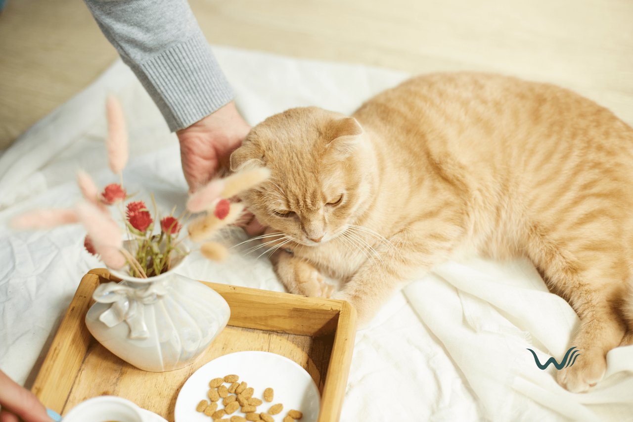Best Diet For Cat’s Overall Health