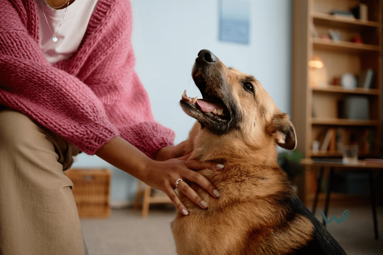 Best Emotional Support Animal Breeds: Choosing The Right ESA