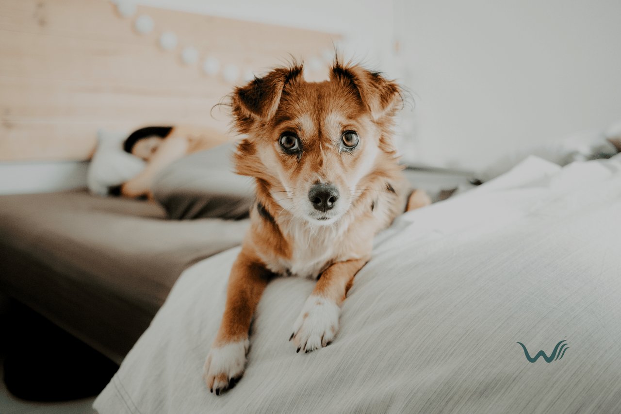Discover the 7 Best Emotional Support Dog Breeds for Anxiety and Depression