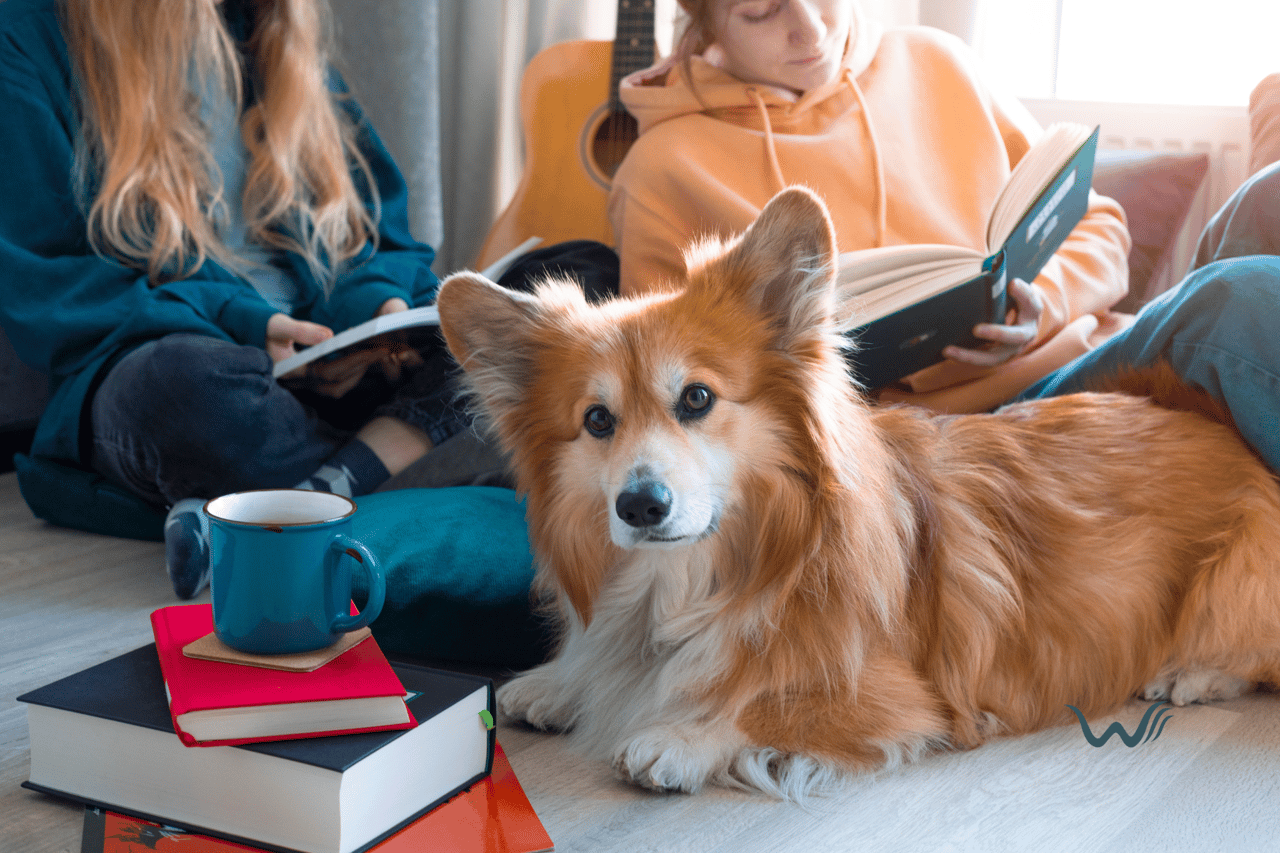 Best Pets for College Students