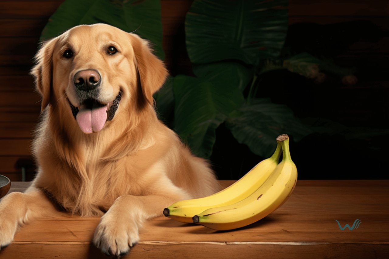 Can Dogs Eat Bananas?