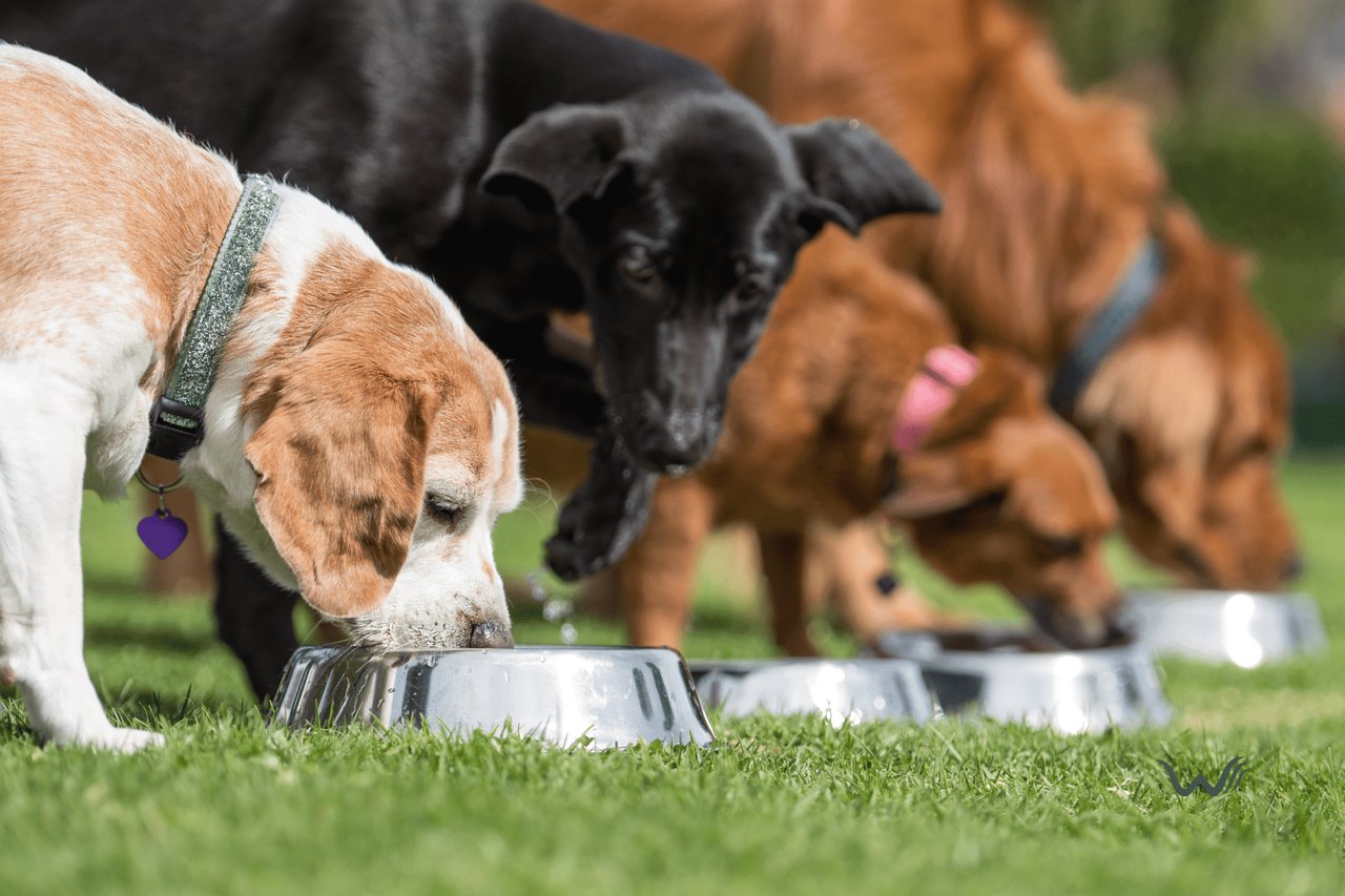 Can Dogs Eat Honeydew?