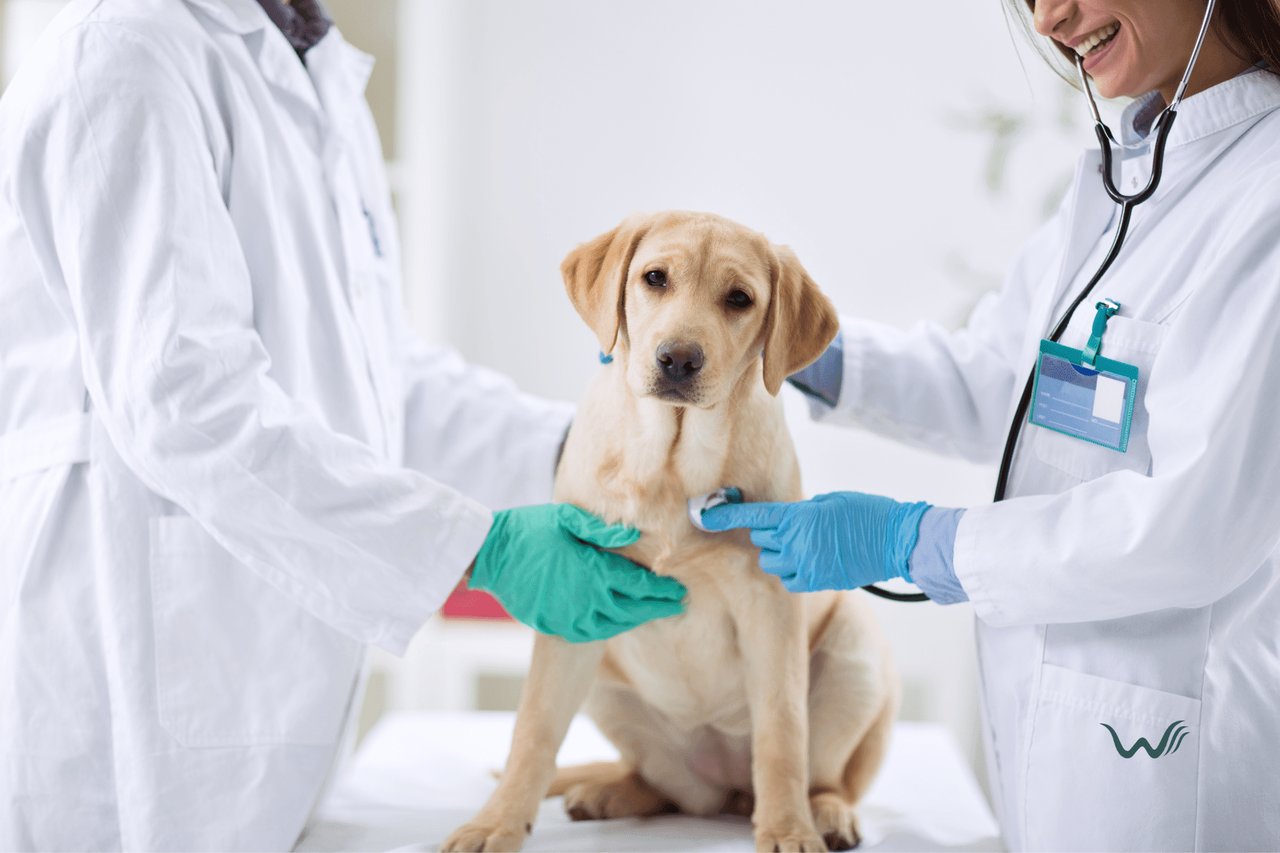 Can I Use Trazodone For Dogs?