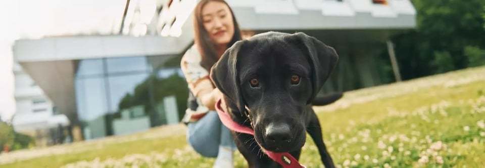 College student with a black Labrador emotional support dog on a campus lawn