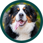 Bernese Mountain Dog