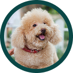 Poodle