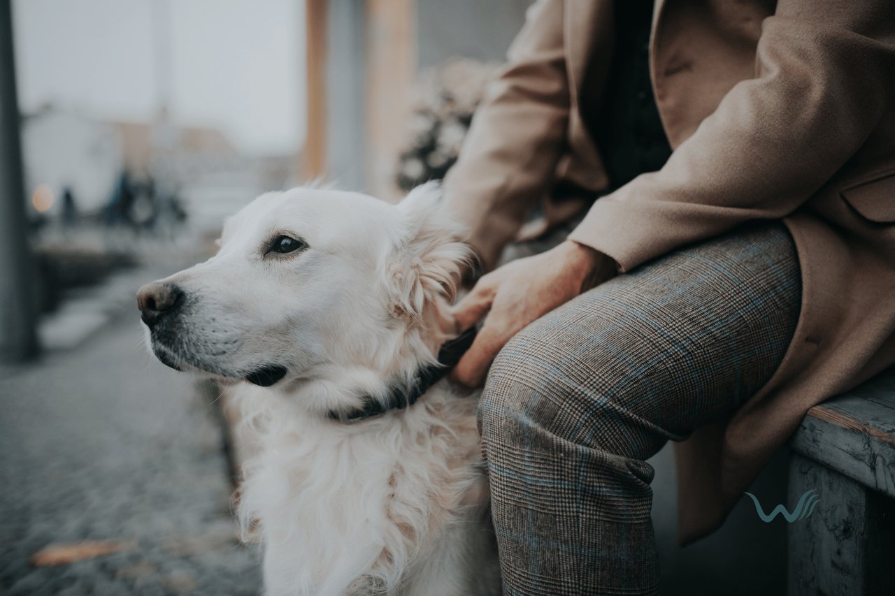 Emotional Support Animal For Depression: Choosing The Right ESA