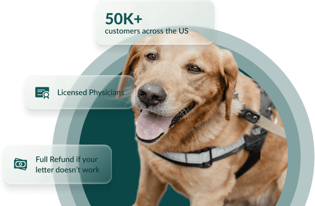 A service dog in a harness