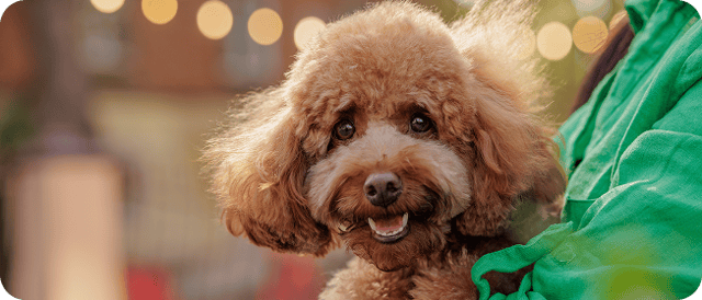 Etiquette and Interactions with Service Dogs