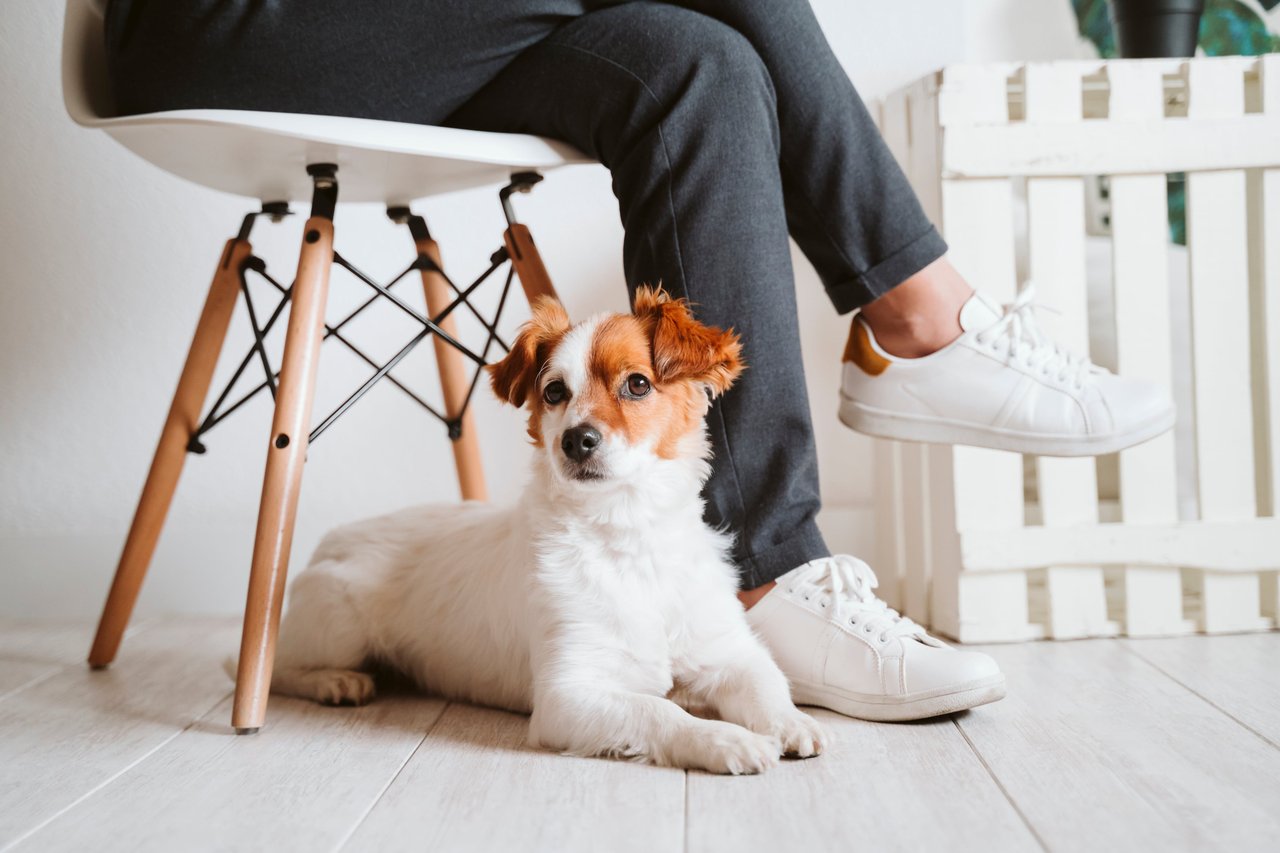 A person sitting on a chair with a dog resting underneath