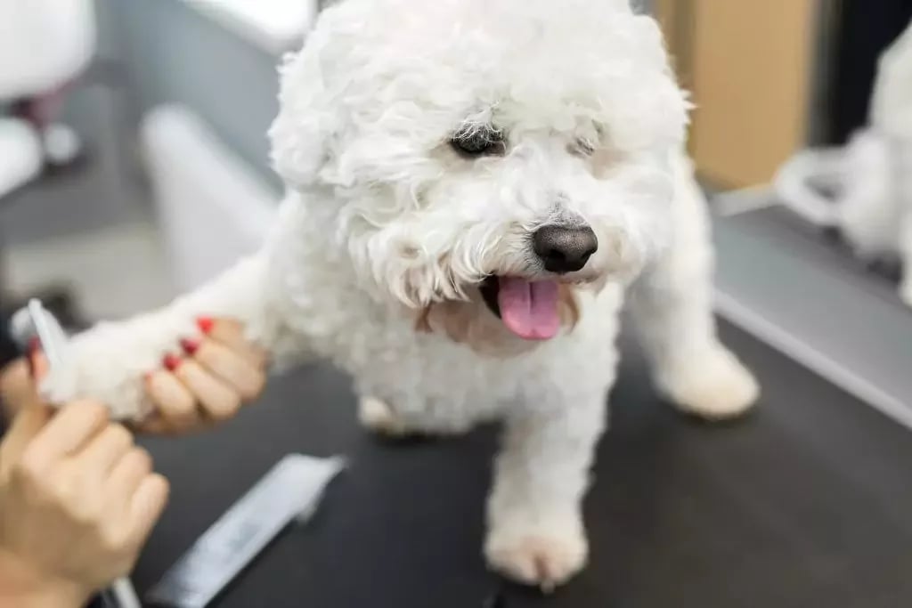 groomer performing combing and haircut a dog bichon frise in the barber shop for dogs.