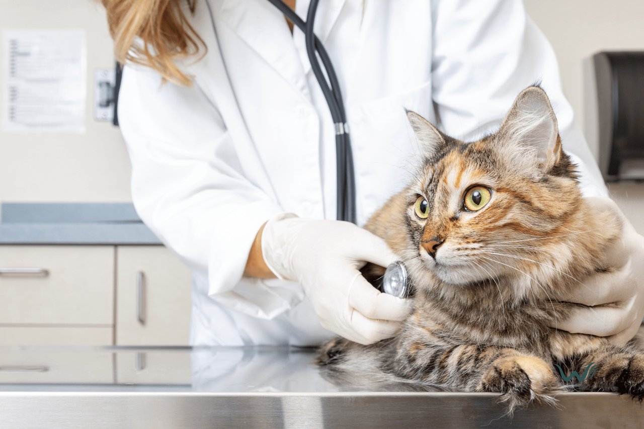 How Can I Get Rid Of Lice On Cats?