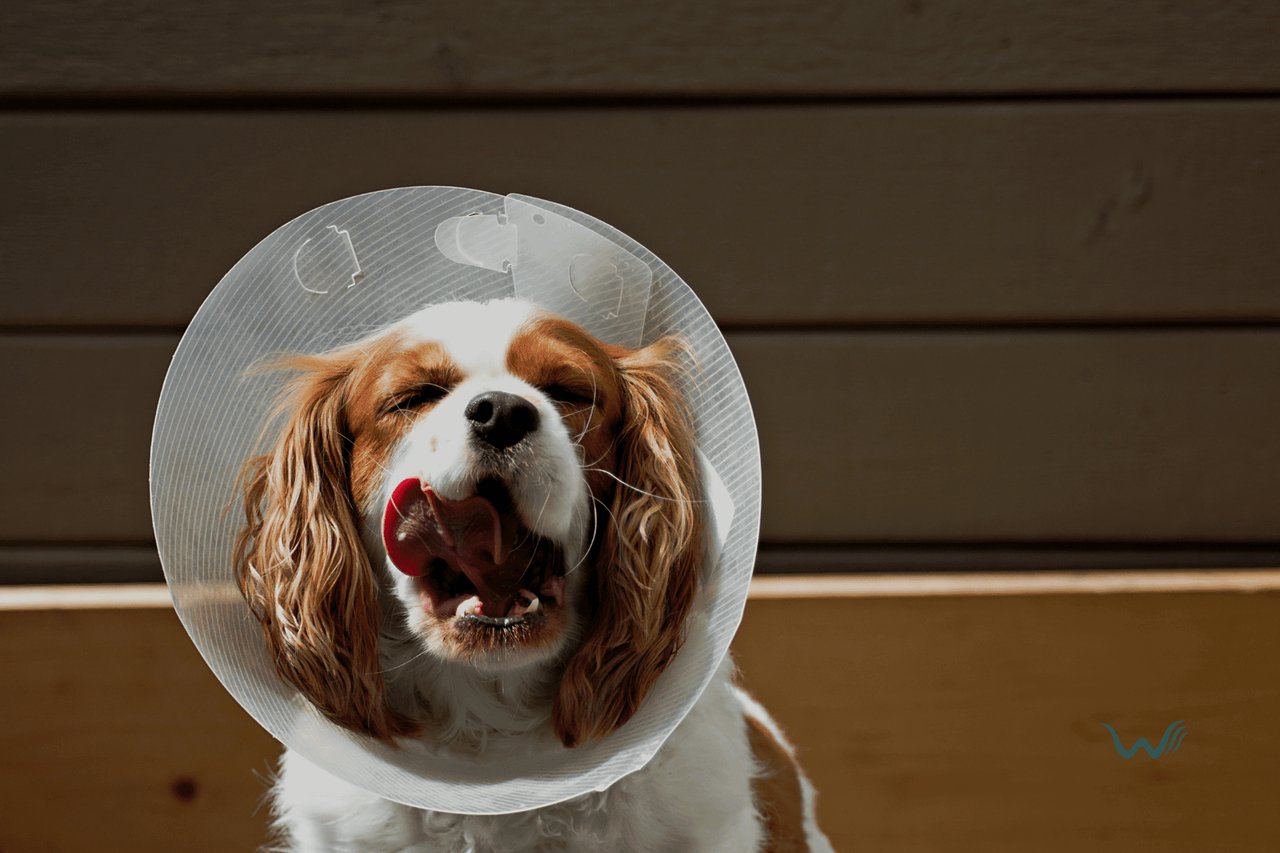How Do I Prevent Dog Wound Licking?