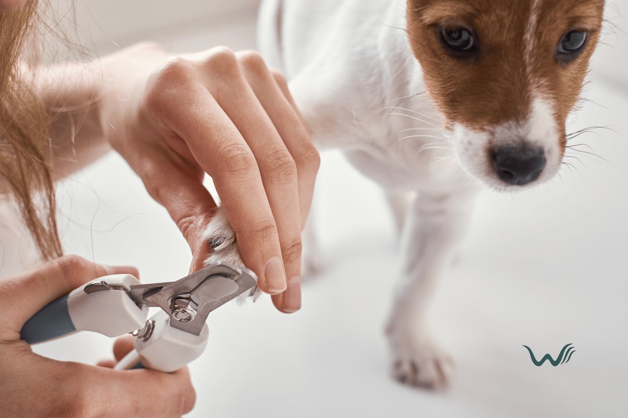 Is It Normal for Dogs to Chew Nails Off? Understanding the Behavior