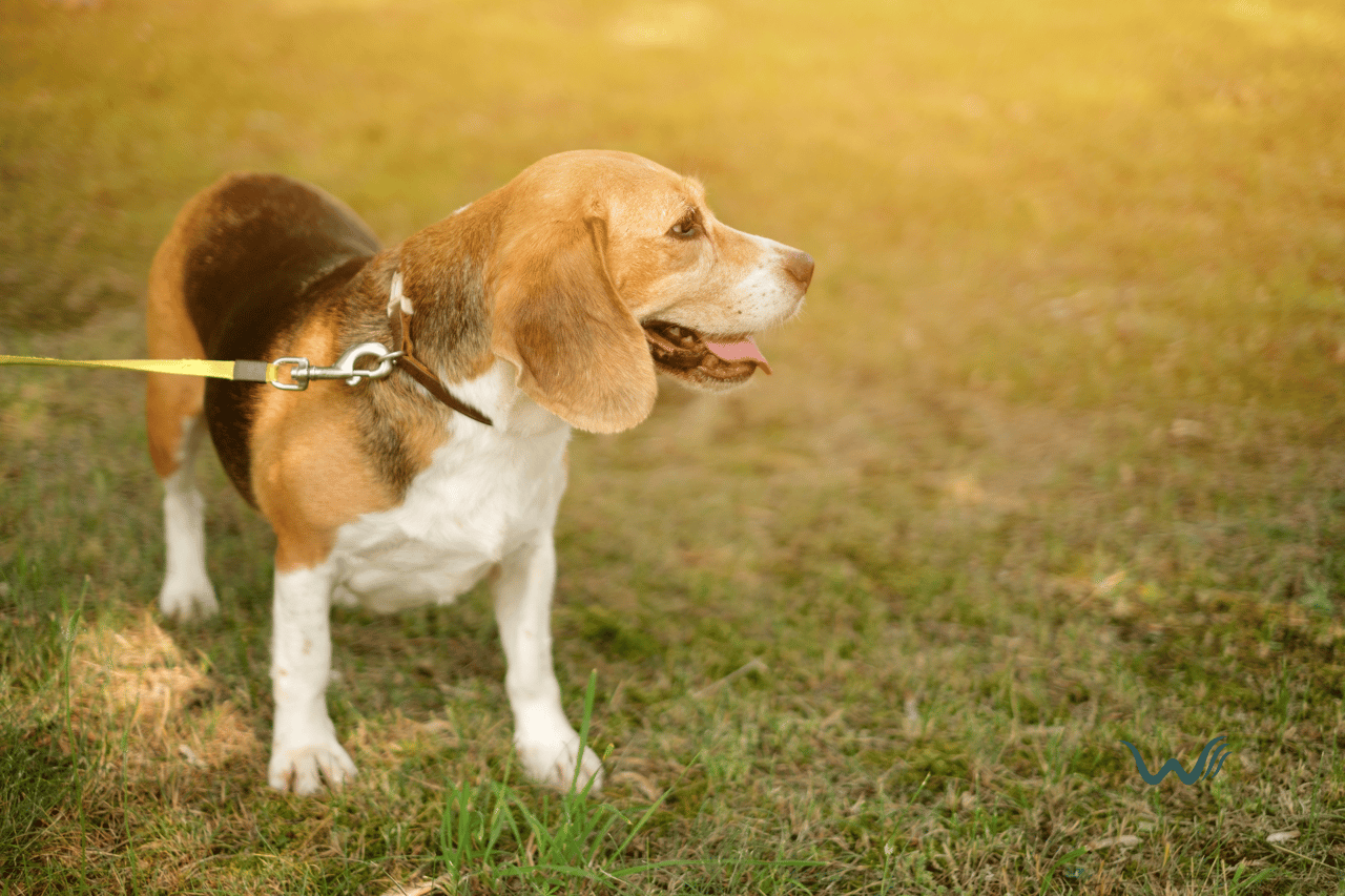 Keeping Your Dog Safe: The Importance Of Parasite Control