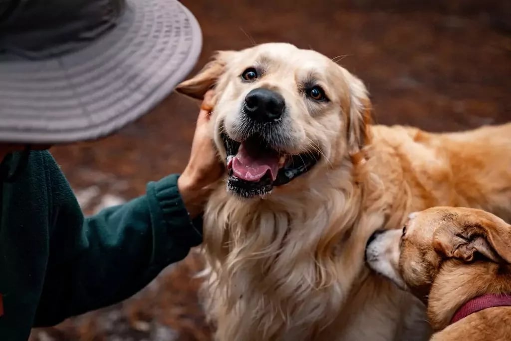 person petting a happy golden retriever while another dog sniffs in an outdoor setting