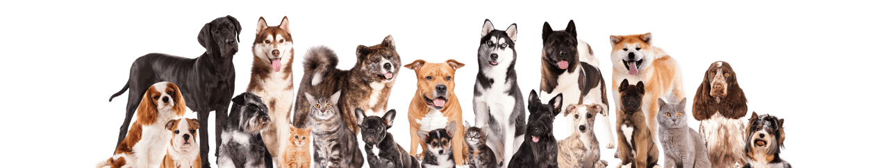 Collage of happy pets and emotional support animals