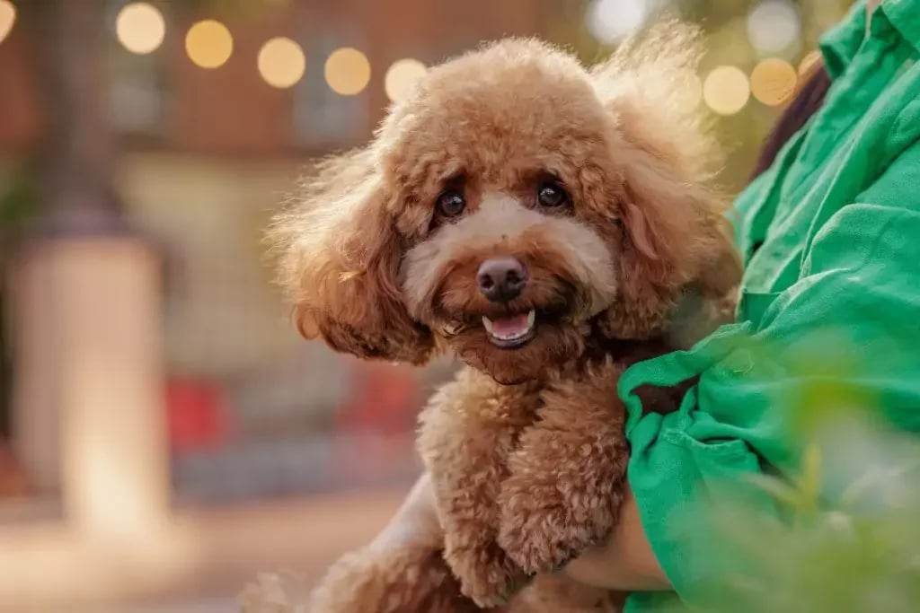portrait of a happy maltipoo dog