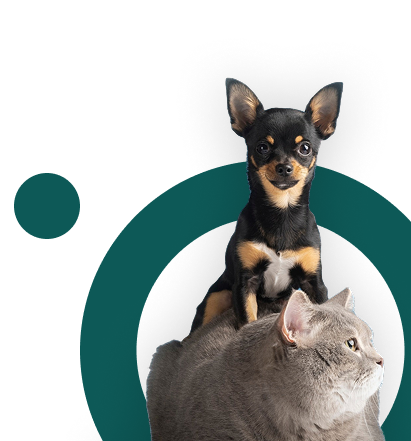 Dog and cat together