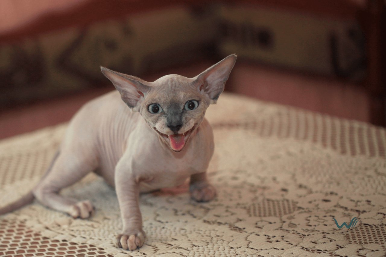 The Ultimate Guide To Hairless Dogs And Cats