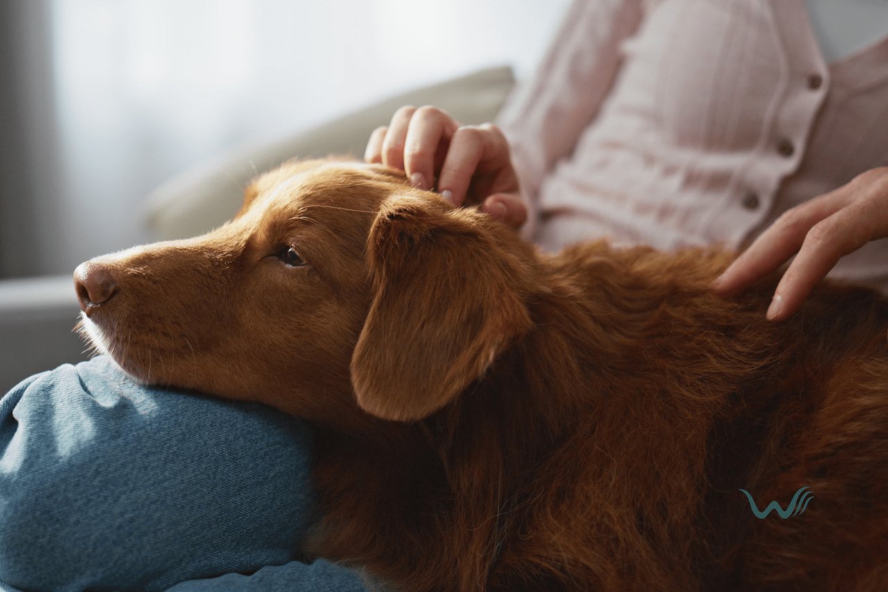 Understanding The Difference: Emotional Support Animal Vs Therapy Animal