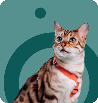 Bengal cat wearing harness looking up