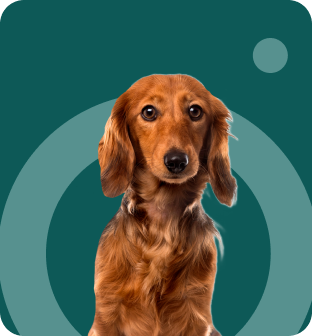 Long-haired dachshund dog