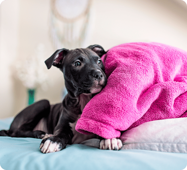 A dark puppy lying under a bright pink blanket