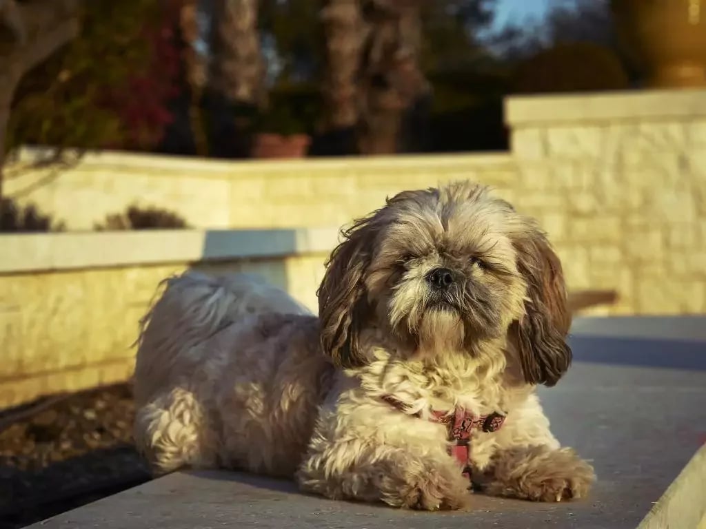 view of a shih poo dog sitting on the ground and looking at the camera on a sunny day