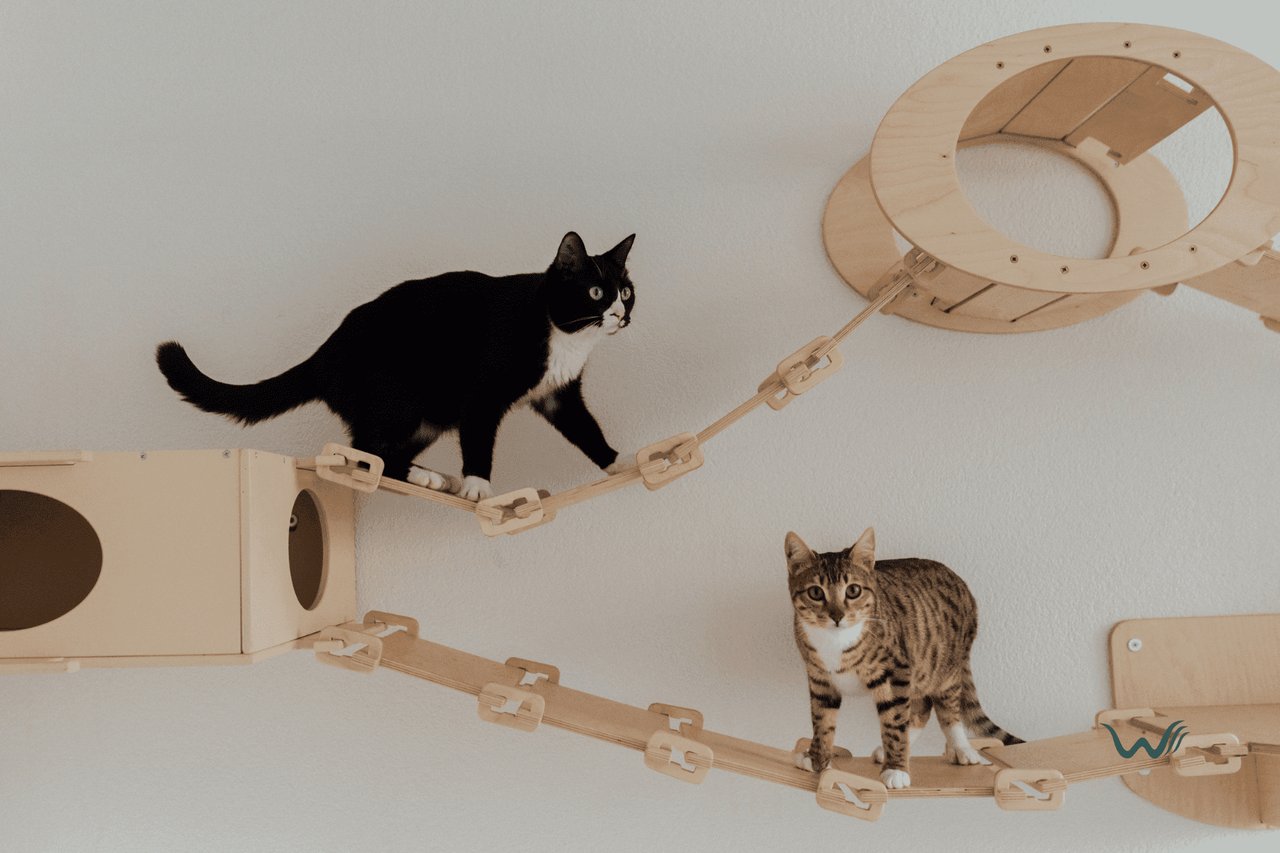 What Are The Costs Of Owning A Cat?