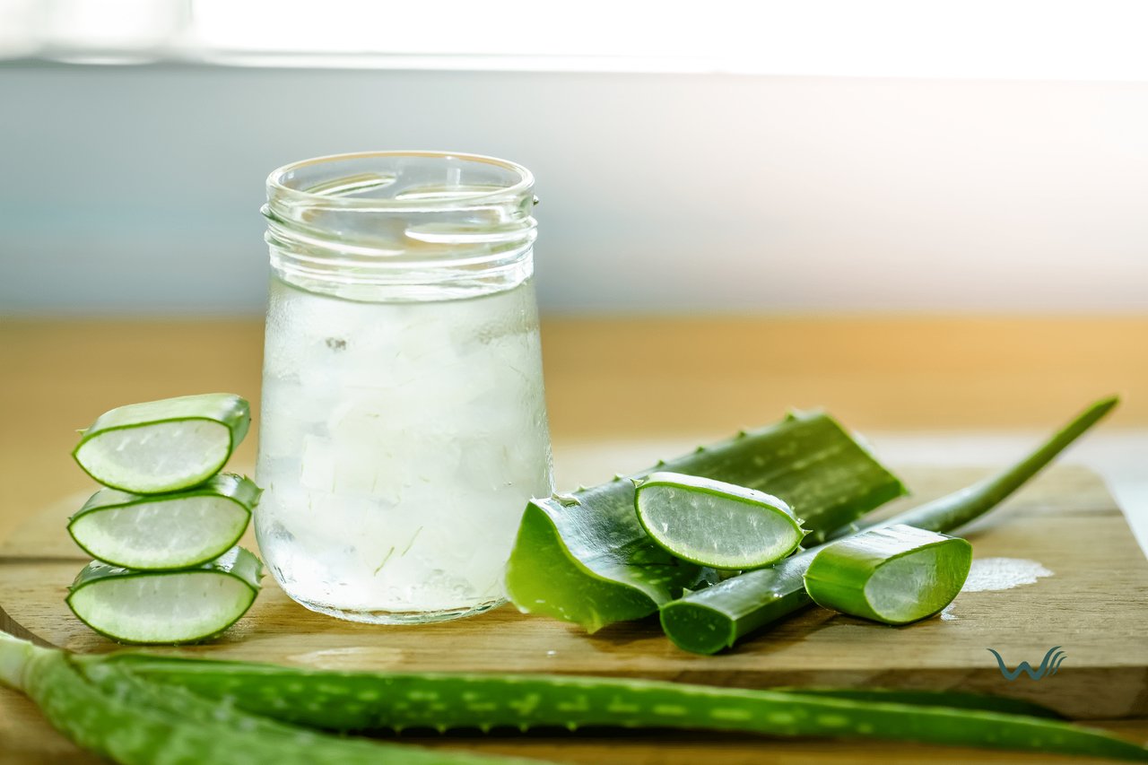 What Are The Uses of Aloe Vera For Pets?