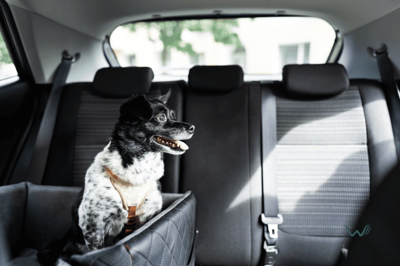 Why Does My Dog Pant In The Car?