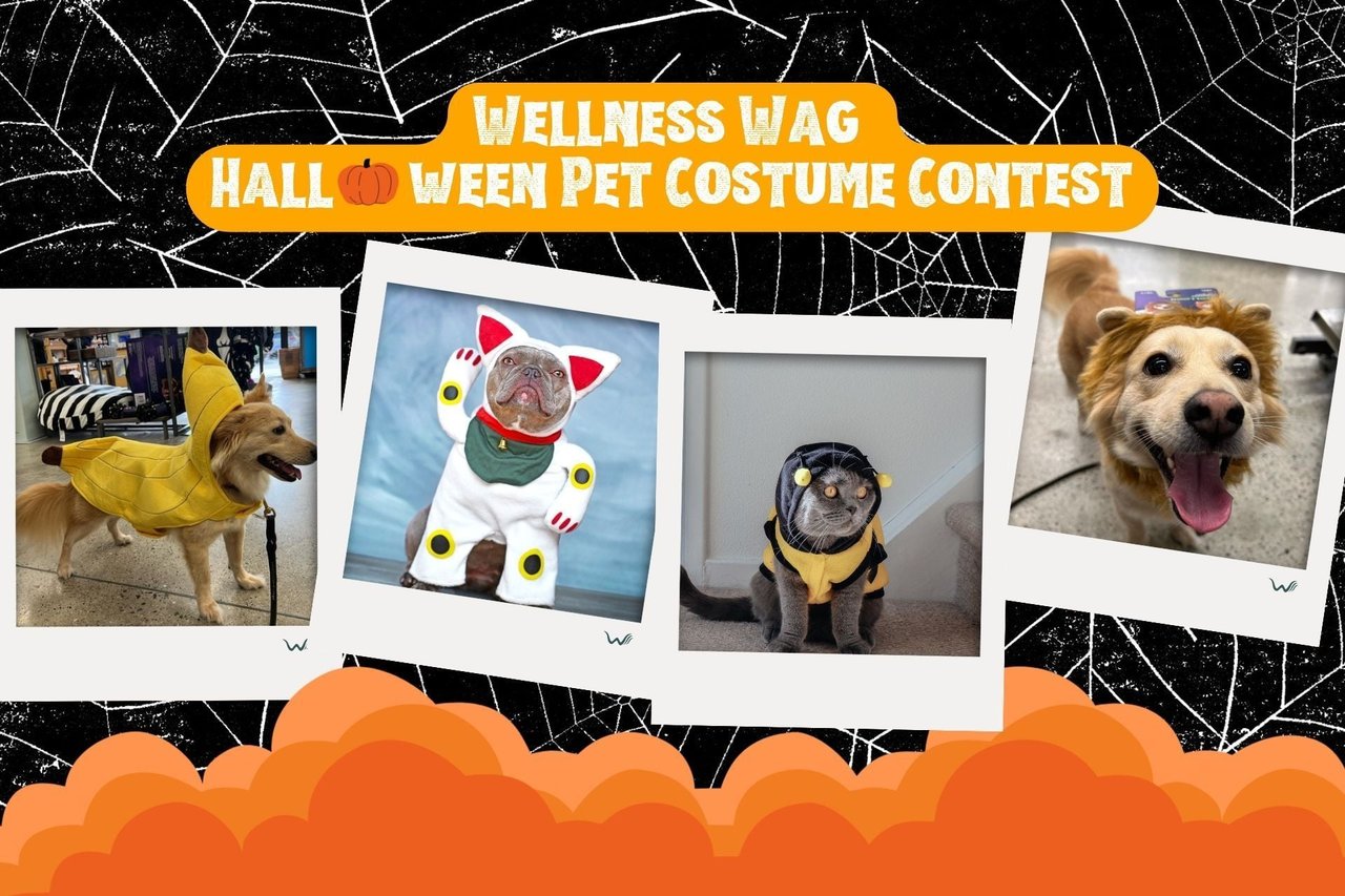 Join the Wellness Wag Halloween Pet Costume Contest 2023!